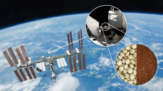 Zaden van Arabidopsis, een plant die vaak wordt gebruikt in genetische experimenten vanwege zijn unieke eigenschappen, en sorghum, een graan vol voedingsstoffen dat wordt gebruikt voor voedsel voor mensen, diervoeder en ethanol, worden binnen en buiten het internationale ruimtestation gedurende ongeveer drie maanden blootgesteld aan de omstandigheden in de ruimte, voornamelijk microzwaartekracht, een complex mengsel van kosmische straling en extreem lage temperaturen. ©NASA, Nanoracks, IAEA